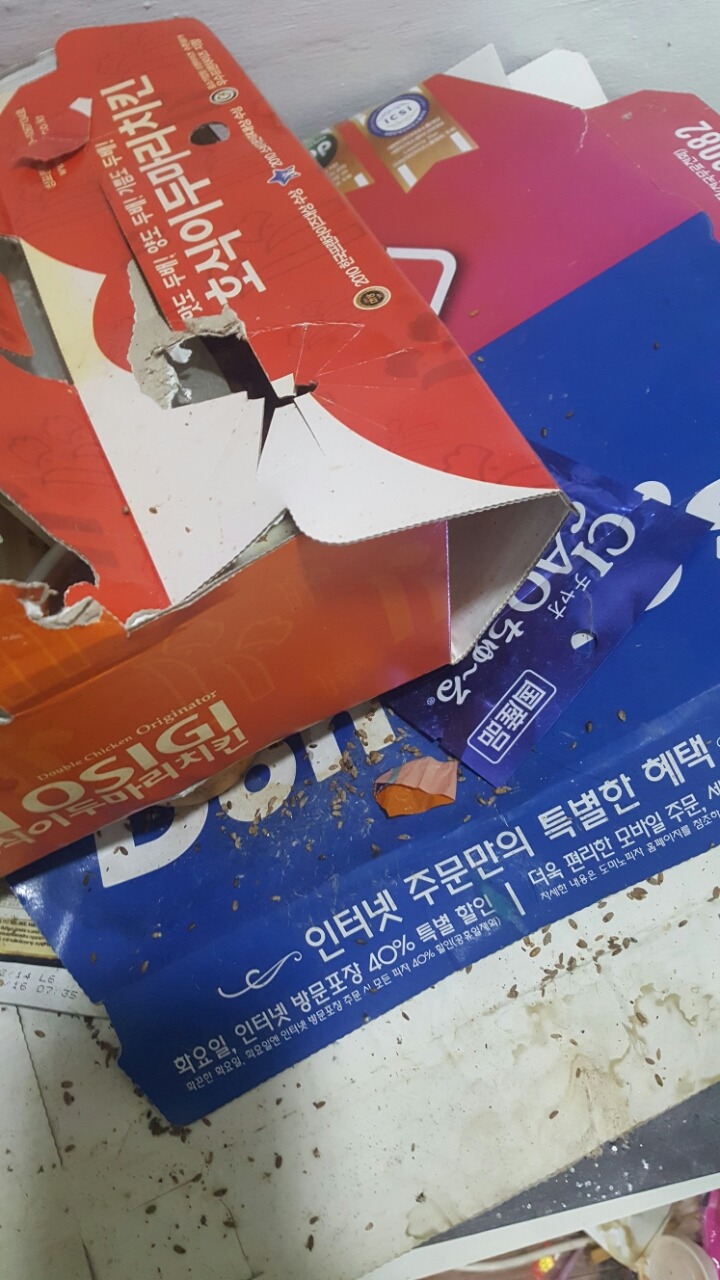 쓰레기더미에서 고양이와 살던 아가씨 퇴거시키고 왔습니다 | 인스티즈