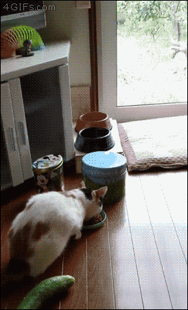 오이를 보고 놀라는 고양이들.gif | 인스티즈