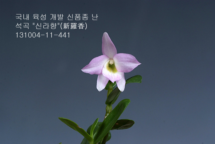 신라향 이미지