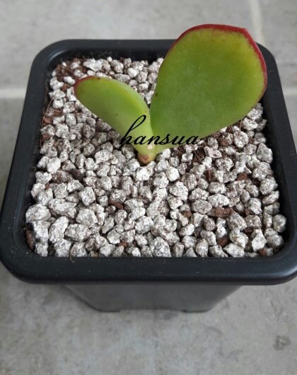 아방궁 이미지