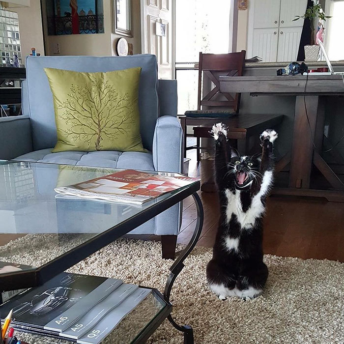 알 수 없는 고양이.jpg | 인스티즈