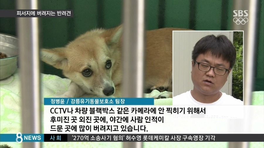 "나이 많거나 병들면…"피서지에 버려지는 반려견 | 인스티즈