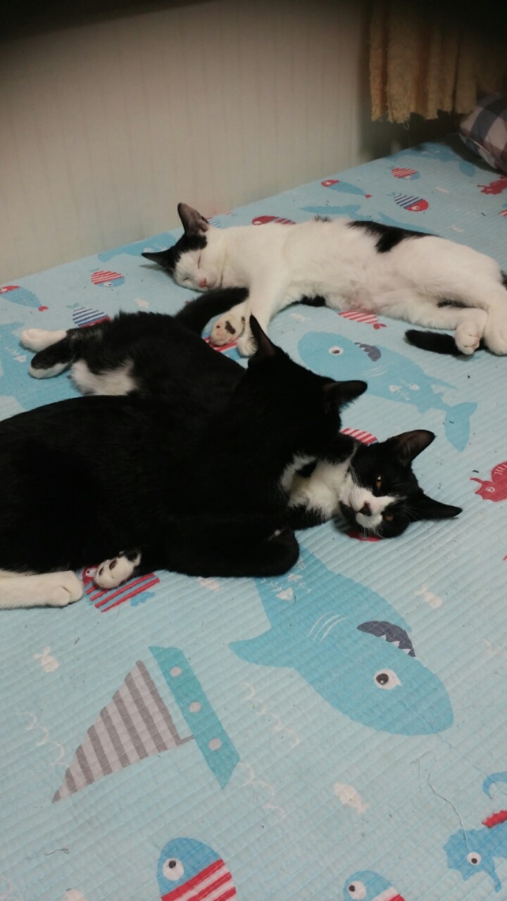 9냥이네 | 인스티즈