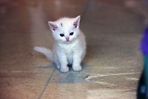 핑크코 핑크귀 핑크젤리인 흰둥이 터키쉬 앙고라 고양이.jpgif (feat. 벌이) | 인스티즈