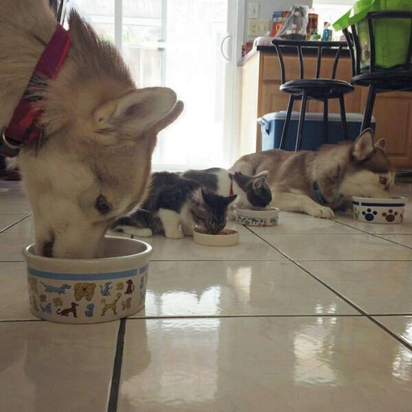 시베리안 허스키와 고양이.jpg | 인스티즈