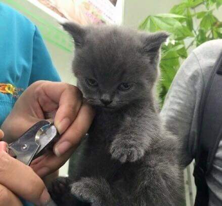 발톱 깍는다고 화난 애기 냥이 | 인스티즈