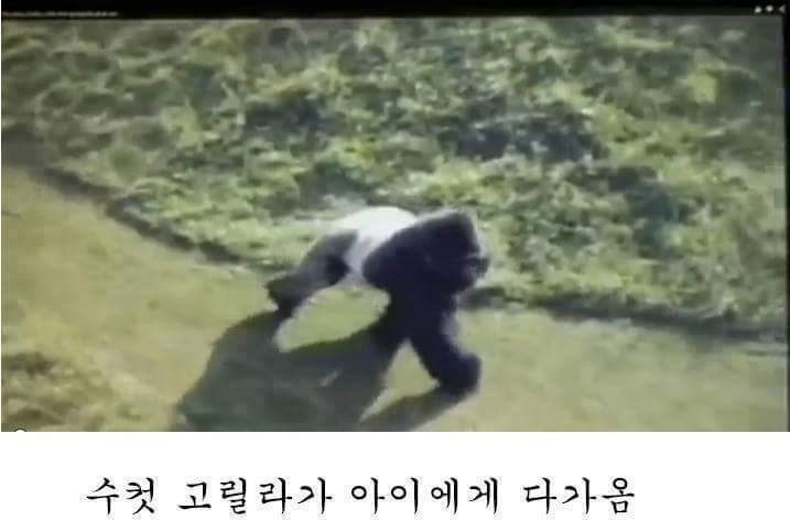 고릴라 우리에 떨어진 아이.. 고릴라의 반응은? | 인스티즈