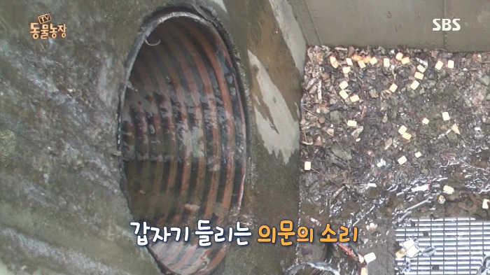 [동물농장] 수로 속에 갇힌 황구가 찾는 희망.JPG (감동주의) | 인스티즈