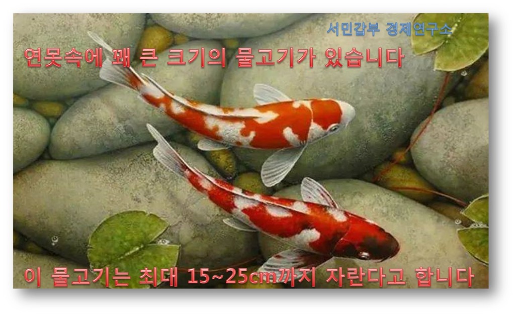 코이 이미지