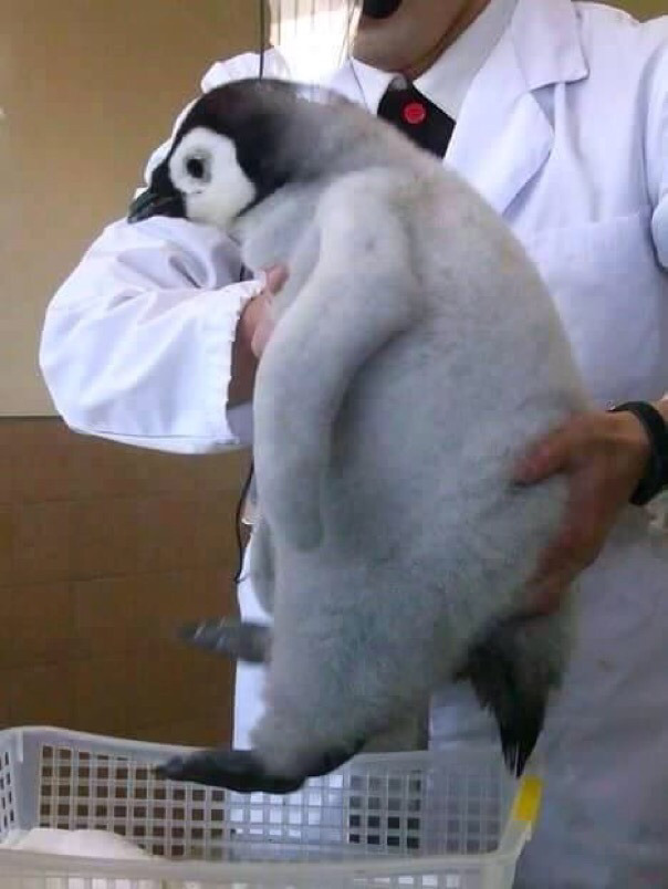 펭귄꼬마김밥 이미지