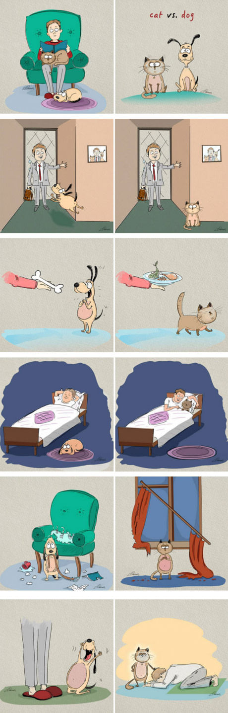개 VS 고양이 | 인스티즈