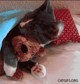 고양이.jpgif | 인스티즈