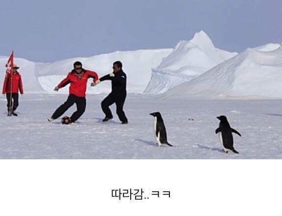 남극의 흔한 일진 jpg | 인스티즈