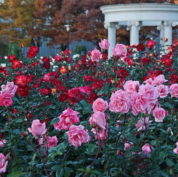 RoseDay 이미지