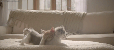 고양이 허리의 유연함 | 인스티즈