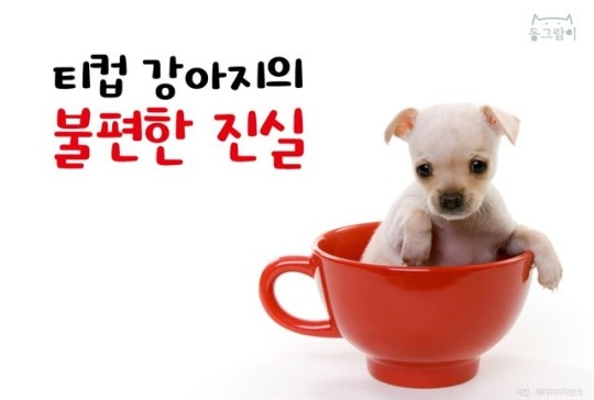  티컵 강아지의 불편한 진실 | 인스티즈