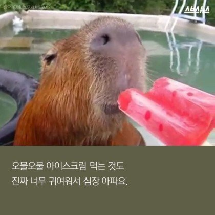 동물들중에 제일 친화력 좋은 친구 '카피바라' | 인스티즈
