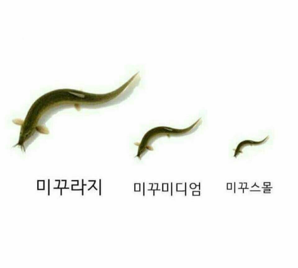 라지 이미지