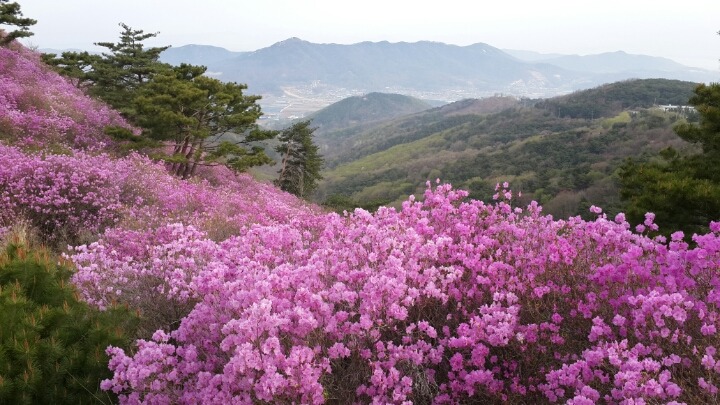 고려산 이미지