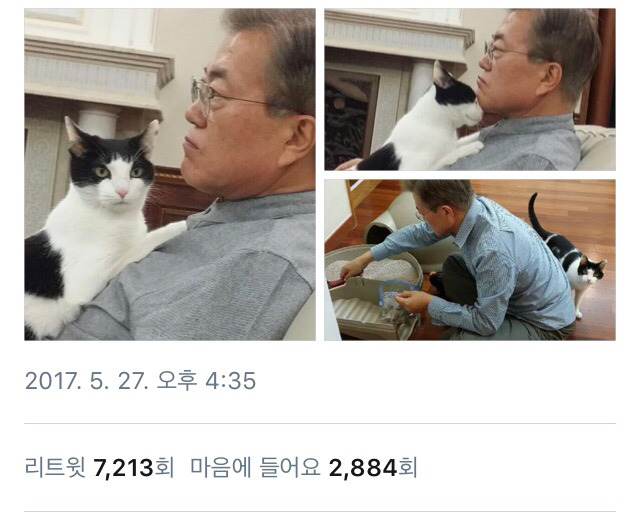 5/27 고양이 찡찡이와 문재인 대통령.jpg | 인스티즈