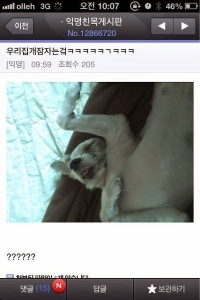 평화로운 익친이네 개들.jpg | 인스티즈