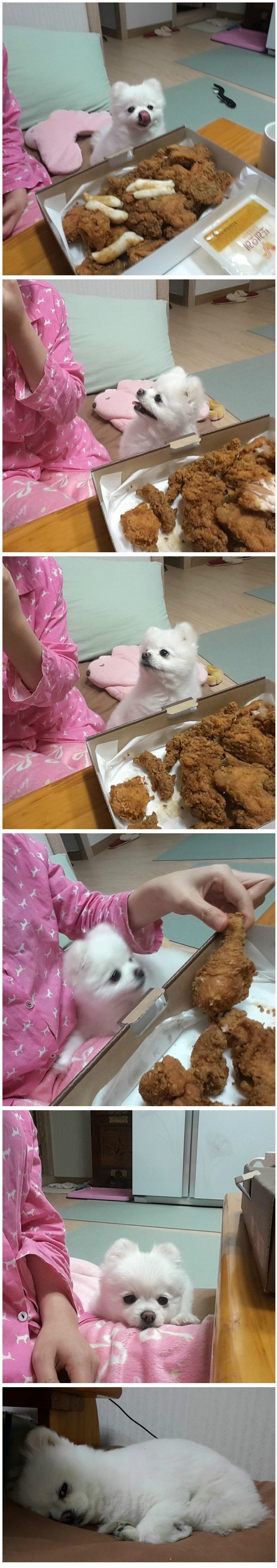 동물 학대의 현장 | 인스티즈