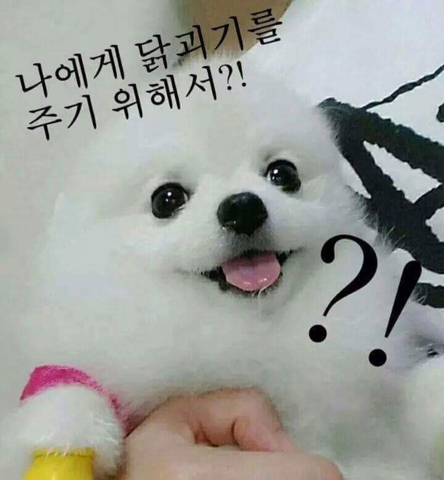 주인이가 나를 키우는건... | 인스티즈