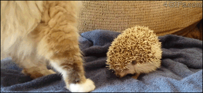 바보 냥청이들.gif | 인스티즈