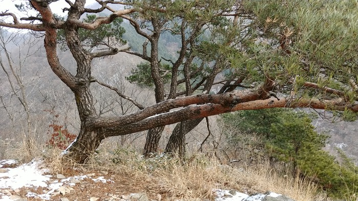 연석산&숲 이미지