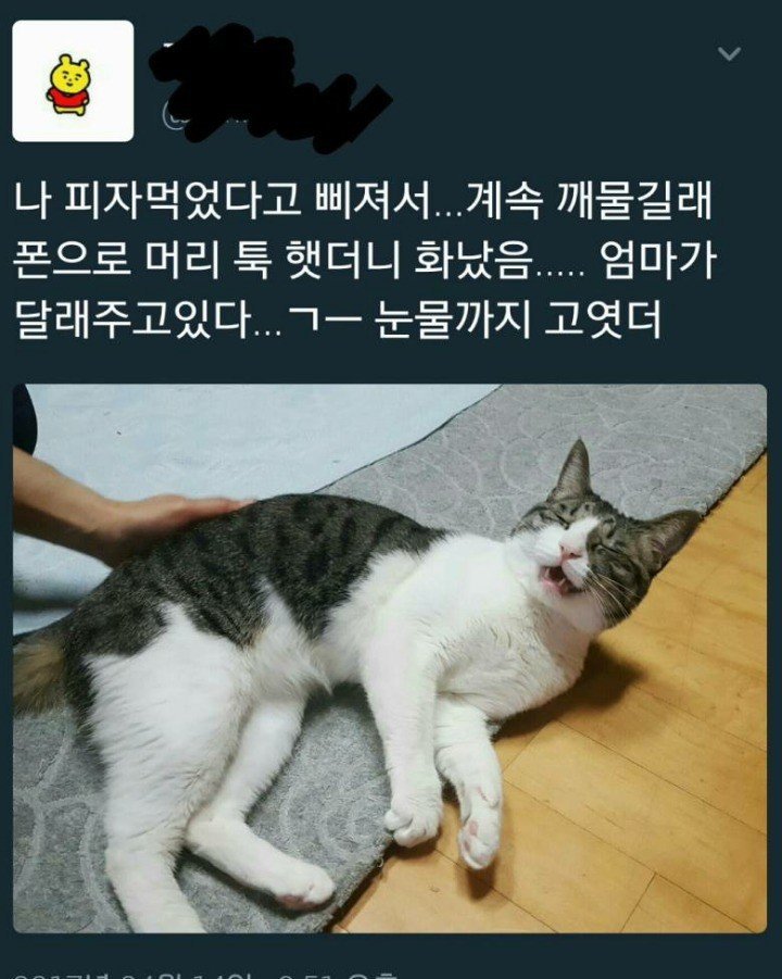 울고있는 고양이 | 인스티즈