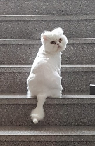 아온 이미지