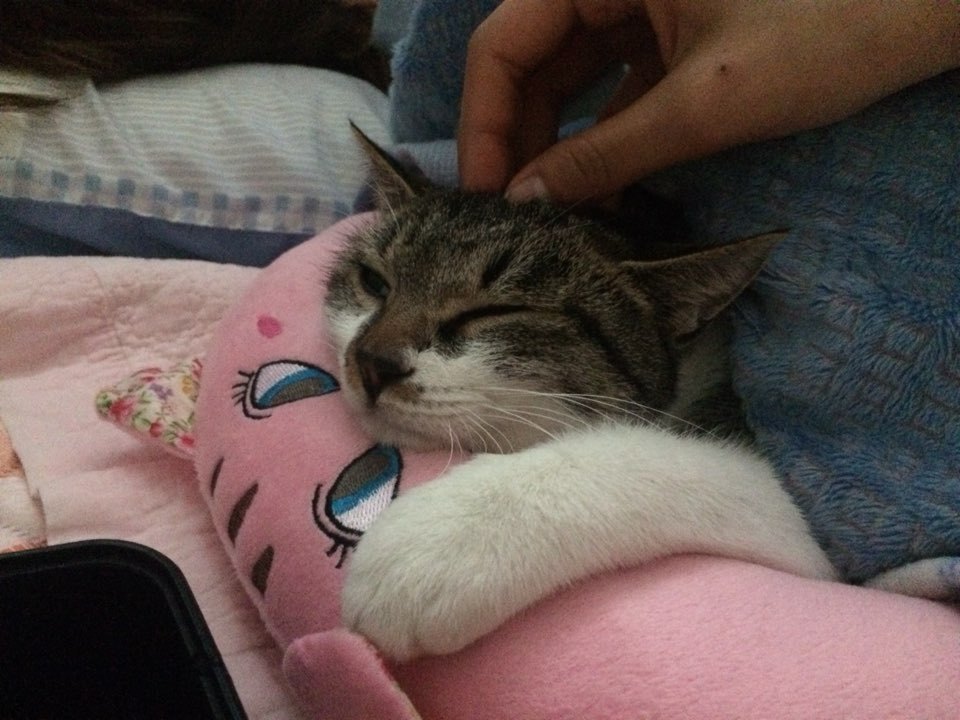 박스안에서 버려진채 떨고있던 고양이 쿠키의 평생을 함께 할수있는 따뜻한가족을 찾습니다! | 인스티즈