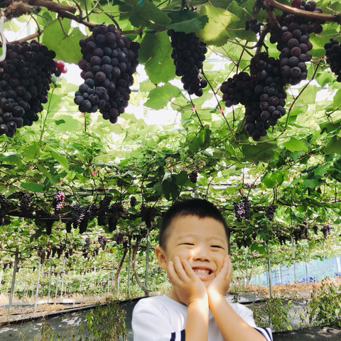 오하포도농원 이미지
