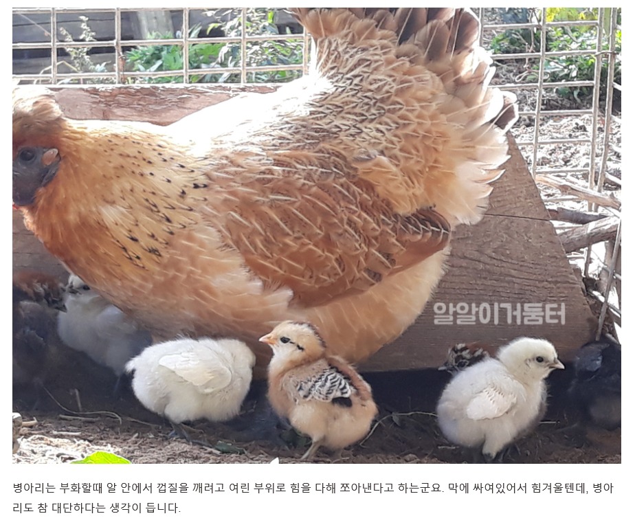엄마닭 이미지
