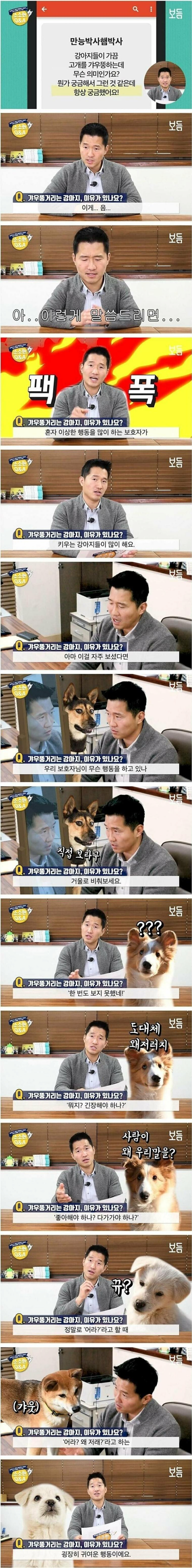 강아지가 고개를 갸우뚱거리는 이유 | 인스티즈