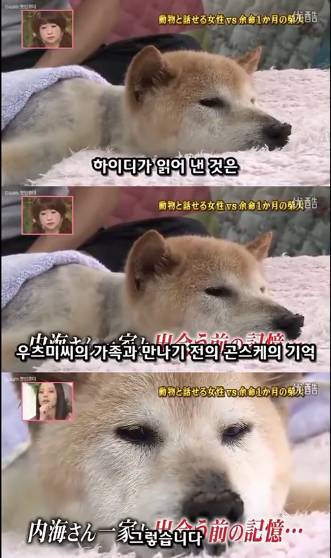 사고로 하반신 마비가되자 주인에게 비참하게 버림받은 시바견 사연 (애니멀 커뮤니케이터 하이디) | 인스티즈