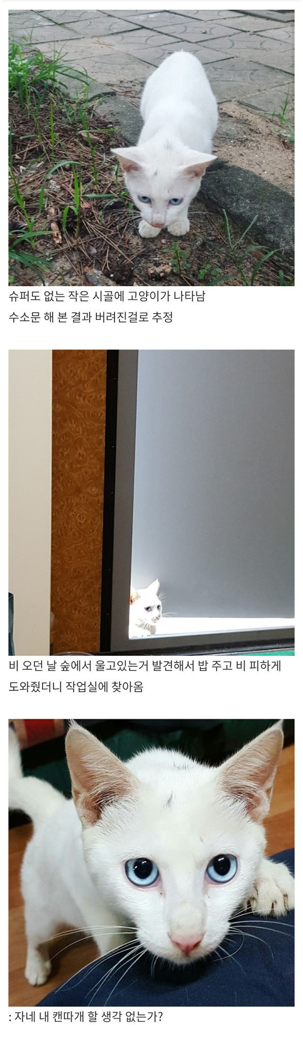 버림받은 고양이의 일상.jpg | 인스티즈