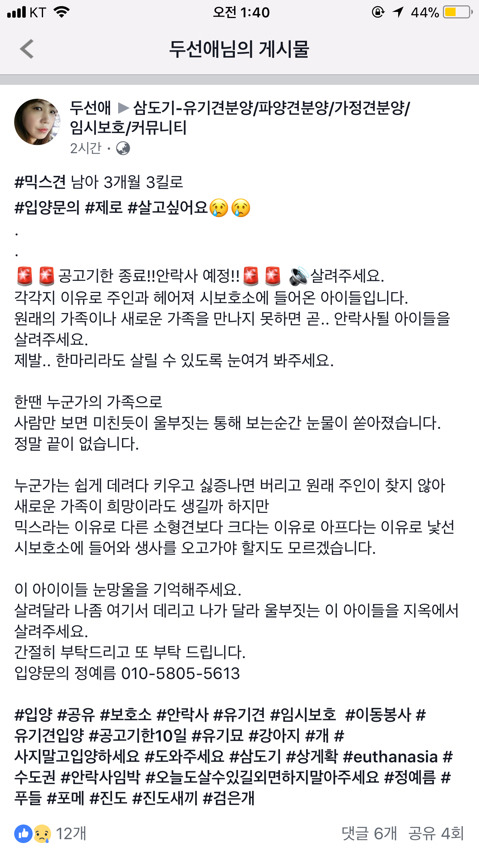 안락사될 아이들이랑 유기현장에서 발견했지만 보호소로 보내진 아이들 보고가줘ㅠㅠㅠ(여러마리고 지역도 여러군데야) | 인스티즈