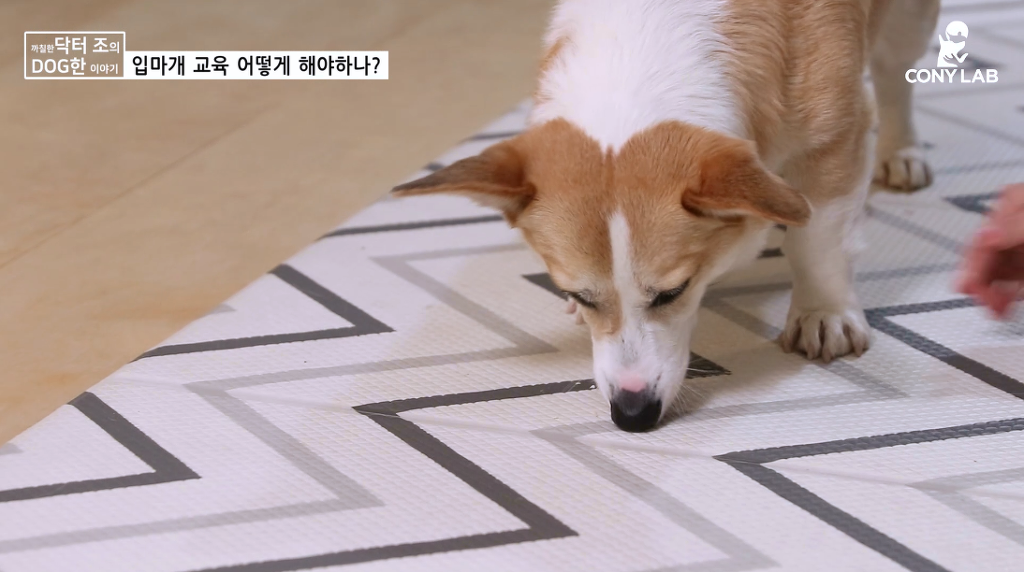 [영상] 강아지에게 거부감 안들게 입마개 교육하는 법! | 인스티즈