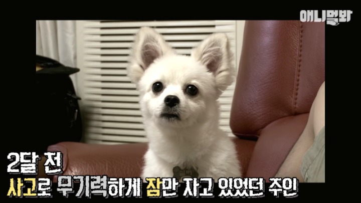 졸릴 때 건들면 열받는 강아지 | 인스티즈