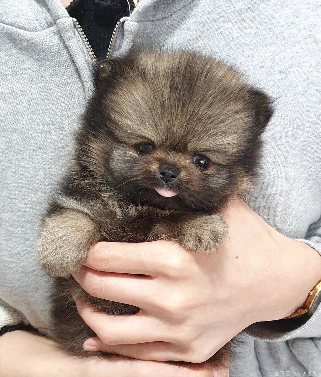 구구 이미지