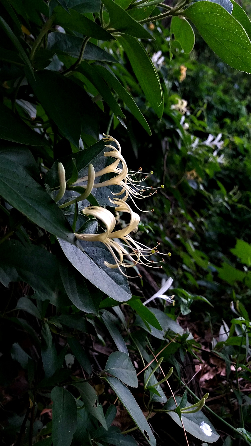청림원 이미지