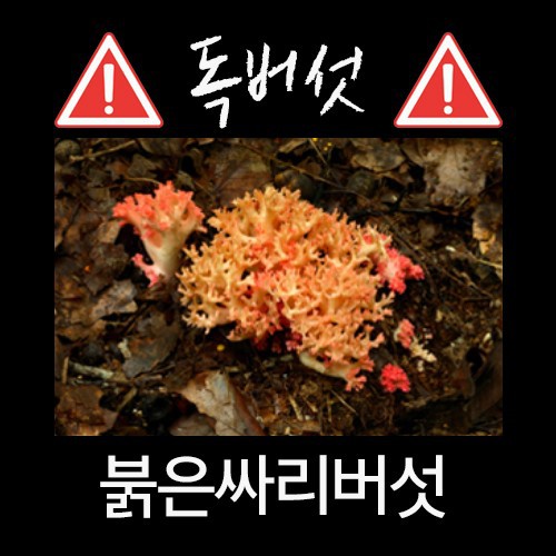 산에서 절대 먹으면 안되는 독버섯 | 인스티즈