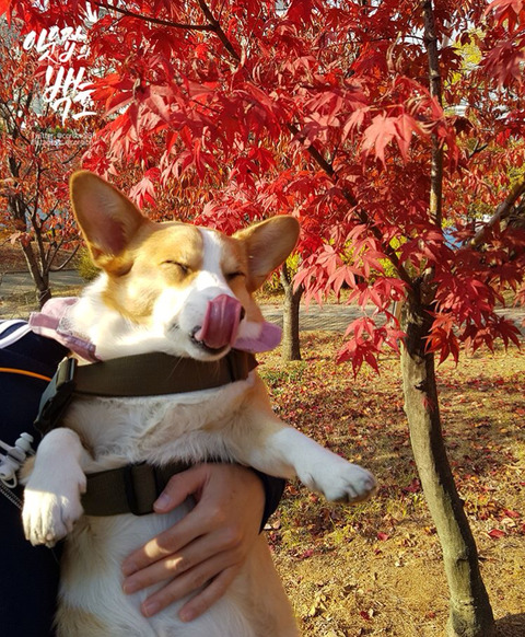 사랑둥이 백호 사진을 가져와 보았어요 | 인스티즈