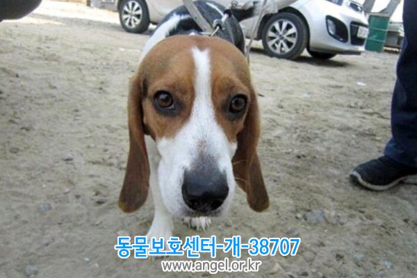 수컷 이미지