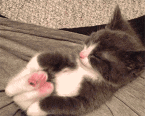 아기 고양이 | 인스티즈