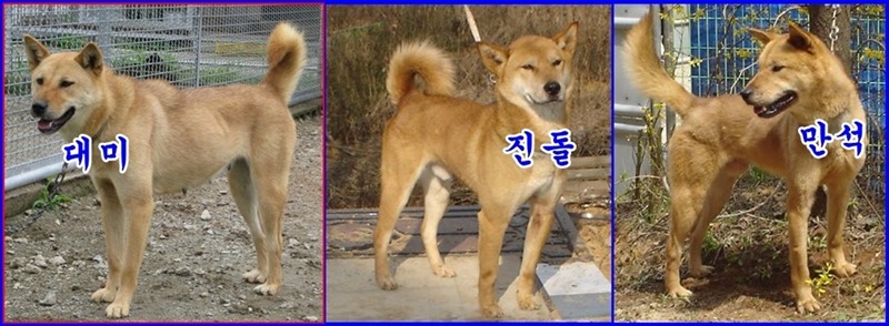 맹호 이미지