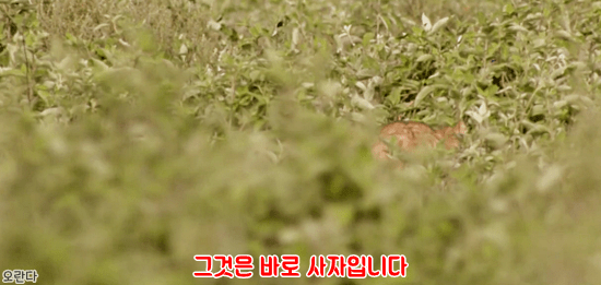 야생에서 일어난 기적적인 재회 | 인스티즈