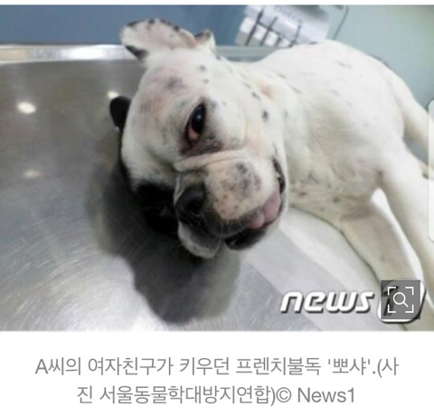 여자친구 강아지 우산으로 때려죽인 30대 남성 | 인스티즈