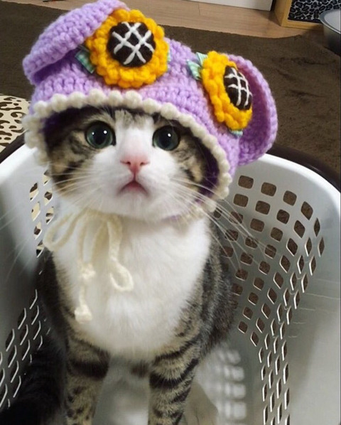 이름이 참새(すずめ)라는 사랑스런 고양이 | 인스티즈
